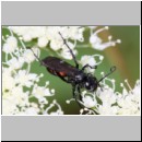 Anoplius viaticus - Wegwespe w001a 10mm -  OS-Hellern Waldwiese det.jpg